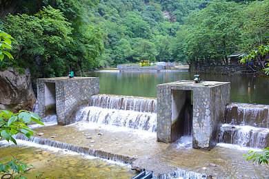 菊花直播｜菊花绽放，直播传承：文化新潮下的菊韵风尚-2