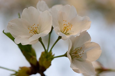 国产久|国产久崛起:中国科技品牌创新驱动,国际化征程中的民族荣耀-2