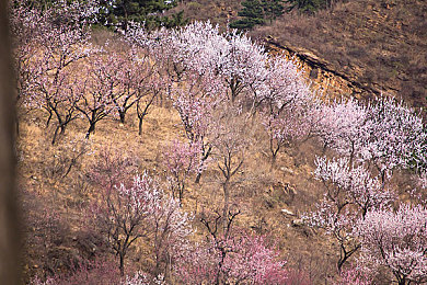 浩克回眸一笑黄版｜黄版浩克传奇：笑傲漫威宇宙，视觉情感盛宴之旅-2
