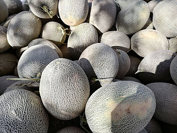 小黄鸭app下载,防风险软件安装｜“小黄鸭应用下载攻略：安全使用，守护隐私”-1