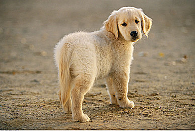 浓毛茸茸的亚洲毛茸茸的歌声｜亚洲音乐新声：浓毛茸茸歌声在国际舞台绽放光彩-2