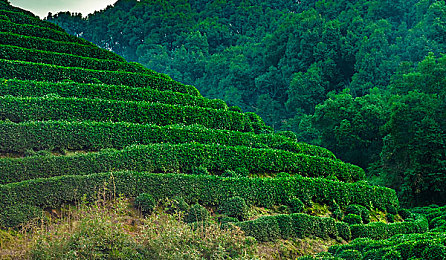 水仙直播｜直播盛宴：水仙风采，个性互动，魅力无限-1