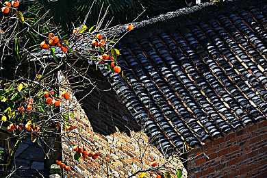 女人与公牛发生性行为|“揭秘罕见现象:女人与公牛性行为背后的文化密码与动物福利关注”-1