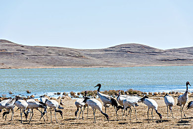 51楼凤｜都市51楼：凤舞云端，梦想与现实的抉择-3