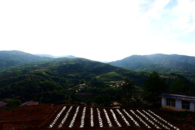 八重神子被丘丘人繁衍后代介绍｜八重神子身世之谜：丘丘后代传奇，神秘力量觉醒之旅-1