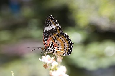 蓝月歌剧院表演50｜蓝月歌剧院50周年庆典盛大启幕，经典再现引热潮，传承创新展望未来-2