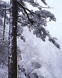 黄色软件appoppo｜揭示“appoppo”内幕，共筑清朗网络空间-1