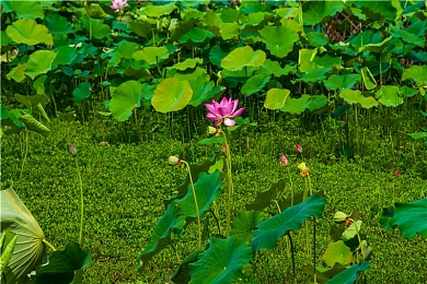 丁香五月天婷婷｜春暖花开，市民热衷户外活动迎接新生活-2