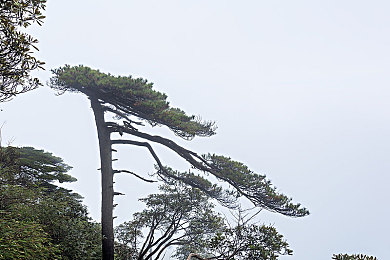 把校花 吊起来打屁股网站｜校园恋曲：校花情缘，趣味互动之旅-2