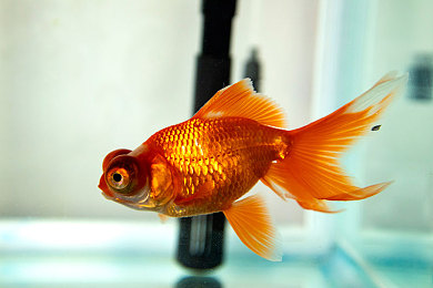 和平精英女生胸罩里面的东西|《和平精英》女性角色胸罩设计引热议:性别议题引发产业反思-2