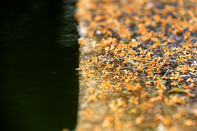 天美传M0044苏密清歌｜苏密清新歌《苏密清歌》引发关注，展现音乐才华与魅力-2