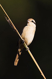 《徐若瑄天使三部曲》|天使三部曲之心灵共鸣,视听盛宴-2