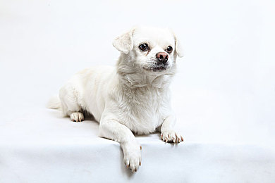 邪恶道全彩※ACG邪恶色哟哟｜网络色彩风暴：揭秘“邪恶道全彩”的青春影响与争议