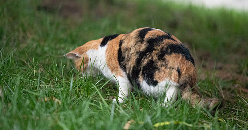 机机对机机手机免费下载大全｜揭秘手机免费下载神器：海量资源任你选，精准搜索，独家评测，让你的手机应用库瞬间爆满-2