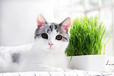 拔萝卜打牌不盖牌｜智慧与诚信共舞：“拔萝卜打牌不盖牌”盛宴揭示生活态度新境界-2