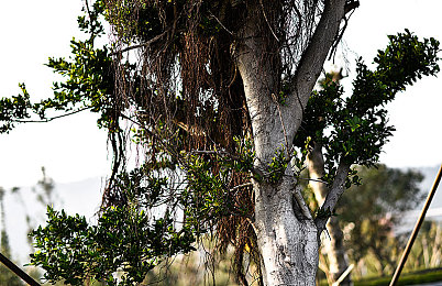 香蕉插入桃子|香蕉桃子跨界融合:创意美食“香蕉插入桃子”走红网络-2