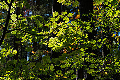 男性自慰 免费网站风险｜“揭秘免费自慰网站风险：隐私泄露、不良信息、电脑病毒，你还在冒险吗？”-1