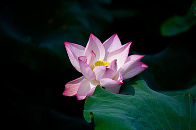 69乐园改名了69乐园相册｜数字时代新篇章：69乐园相册，五大优势引领品牌新风尚-1