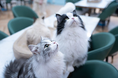 中国黄色软件｜网络净化行动：揭秘中国黄色软件泛滥现状及应对策略-3