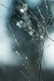 五月婷六月丁香|花韵五月婷,香飘六月丁香,生活之美绽放-2