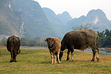 亚洲一卡二卡|卡牌游戏魅力无限:亚洲一卡二卡,领略日式、中式卡牌魅力-2