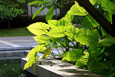 xgua黑料社区|揭秘娱乐圈:XGUA黑料社区,八卦狂欢盛宴-1