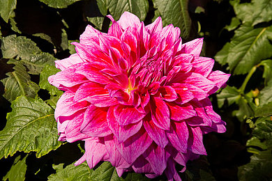 草莓丝瓜芭乐绿巨人樱桃秋葵粉色2023｜园艺春潮，粉彩缤纷，味蕾盛宴-2