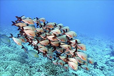 火影18互动游戏｜《火影18》上线引发热议：经典动漫改编互动游戏重温青春回忆-2