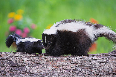 刑警队长被捆绑玩弄的后果｜警队阴影：刑警队长遭捆绑玩弄，公信力危机待解-1