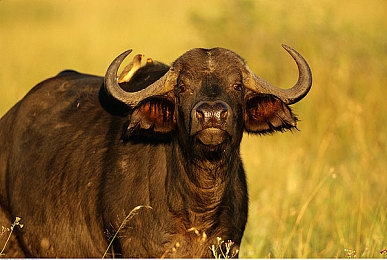 十大禁用app黄台大全下载网站|揭秘“十大禁用app”:下载风险重重,网络安全警钟长鸣-2