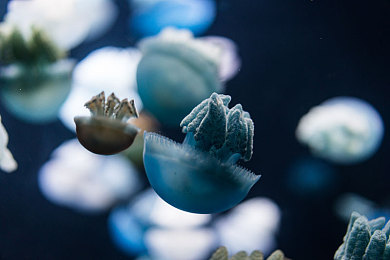 火影18+手游｜指尖燃魂，热血重燃：火影18+手游，动漫IP新篇章-1