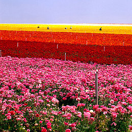 跨越种族黑白配娇小｜黑白交融，娇小世界，视觉情感盛宴启幕-2