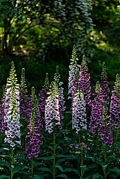 黄色软件下载大全3.0｜数字灯塔下的“黄软3.0”：引领软件下载新潮流-1