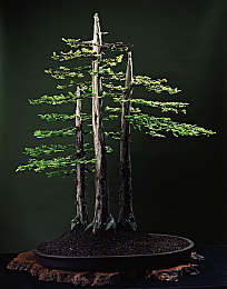 site:tyypcc.org|科技新锐挑战,site:tyypcc.org创新之旅-1