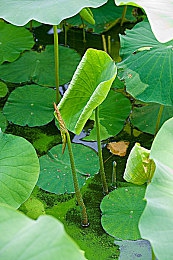 美女直播APP|美艳主播共舞,游戏竞技狂欢-5