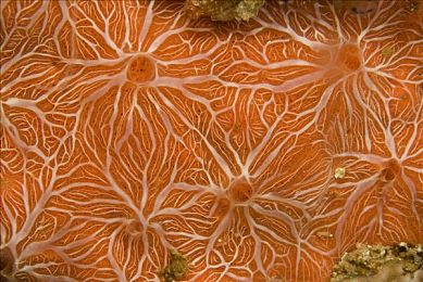 芭乐下载ios官方网站老版本｜探寻老版本魅力：芭乐下载iOS官方老版下载攻略解析-3