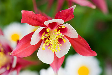 福建导航福建大菠萝官网下载｜福建大菠萝官网下载，一站式旅游服务平台助力福建旅游新体验-2