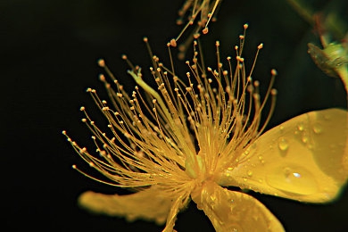 伊丁天堂妖精迷魅几率|揭秘伊丁妖魅:解码现代文化中的奇幻迷局-1