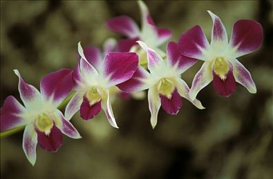 打开B站看直播|B站直播兴起:年轻人的新宠,娱乐与文化新篇章-2