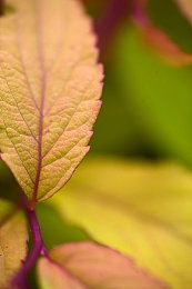 爱尤物直播｜游戏直播盛宴，邂逅虚拟世界“尤物”之旅-3