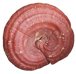 XDEVIOS官方中文免费版安装｜XDEVIOS中文免费版新升级，畅享流畅体验，轻松驾驭生活-3