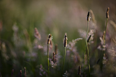 十大黄台网站｜守护心灵之境，抵御网络低俗风暴