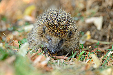 将界2丁思聪和雷蕾酒店合作过吗｜娱乐圈风云：揭秘丁思聪与雷蕾酒店合作传闻-4