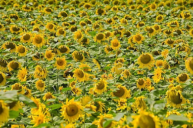 大菠萝404|揭秘“大菠萝404”:网络迷航背后的安全隐患与伦理挑战-3