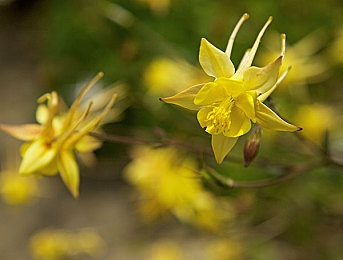 国外大但人文艺术|全球文化盛宴:国外大型人文艺术活动魅力无限,激发国际友谊与艺术交流-2