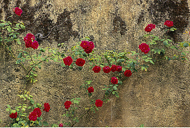 鲍鱼直播|鲍鱼直播:科技赋能味蕾盛宴,引领美食新潮流-2