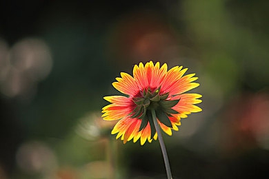 午夜商店.apk|揭秘“午夜商店.apk”:神秘应用走红网络,竟是模拟商店游戏-3