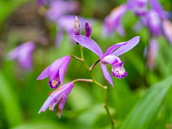 欧洲VI秘 一区二区三区|畅游欧洲VI秘境:一区古韵、二区梦幻、三区多元风情-3