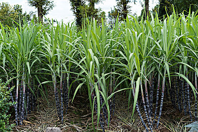 妖精漫画免费登录入口界面|妖精漫画畅游门,数字文化新风尚-3