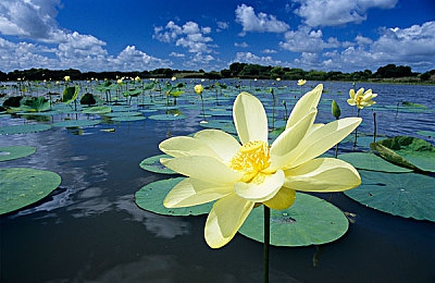 鲁鲁网|鲁鲁网:海洋探险奇幻之旅,解锁神秘宝藏攻略-4